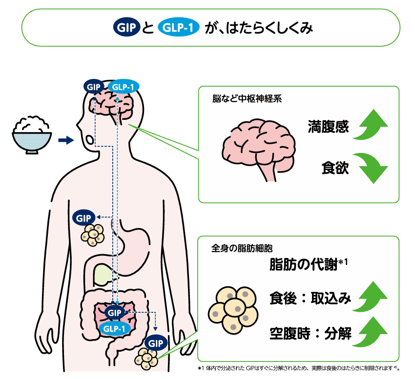 GIPとGLP-1がはたらくしくみ