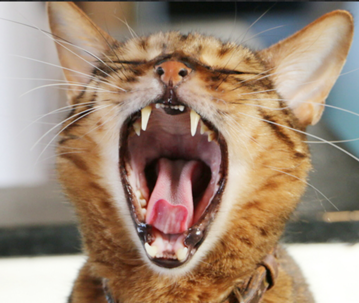 犬・猫咬傷